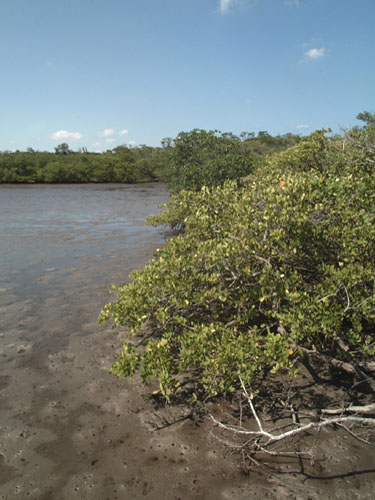 Florida mangroves with dense root systems and water visible beneath, the natural shoreline filter for coastal water.