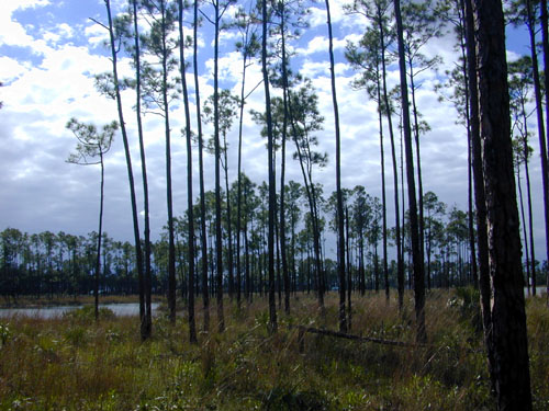 Florida pine flatwoods, the natural pre-development landscape of the Deseret Ranch land that became Viera.