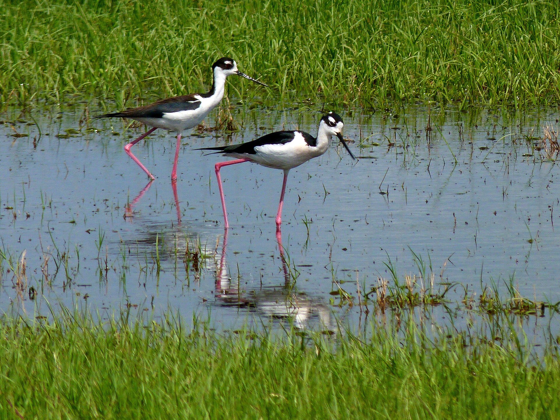 Viera Wetlands in central Brevard County, with marsh grasses, open water, and birds visible across a managed wetland habitat.